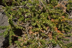 Berberis empetrifolia