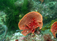 Echinoclathria leporina