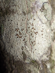 Lecidea varians