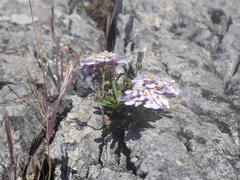 Iberis carnosa