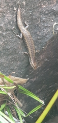Concinnia tenuis