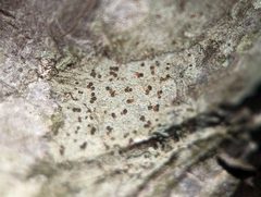 Lecidea varians