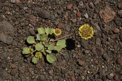 Pozoa coriacea