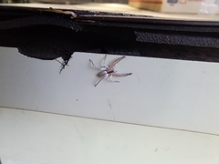 Arachosia praesignis