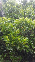 Griselinia lucida