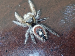 Phidippus cruentus