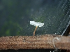 Gloiocephala