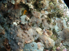 Plesiastrea versipora