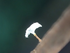 Gloiocephala