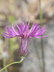 Crupina crupinastrum