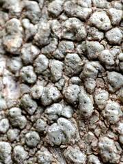 Pertusaria pertusa