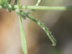 Crupina crupinastrum