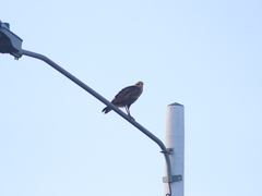 Buteogallus meridionalis