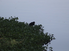 Jacana jacana