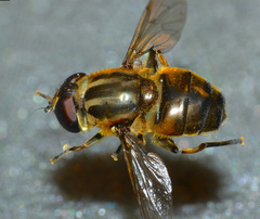 Helophilus