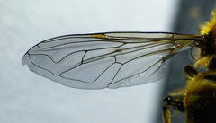 Helophilus