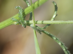 Crupina crupinastrum