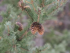 Picea engelmannii