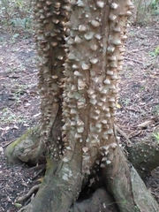 Zanthoxylum rhoifolium