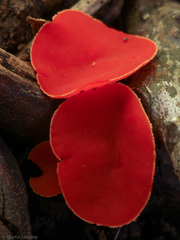 Sarcoscypha occidentalis