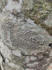 Pertusaria pertusa