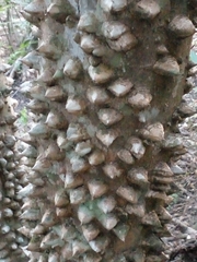 Zanthoxylum rhoifolium