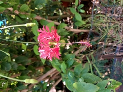 Hibiscus schizopetalus