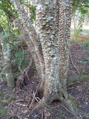 Zanthoxylum rhoifolium