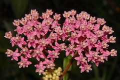 Asclepias incarnata incarnata