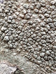 Pertusaria pertusa