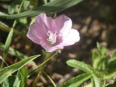 Malva cretica