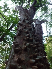 Zanthoxylum rhoifolium