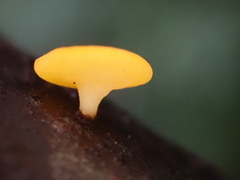 Dicephalospora rufocornea