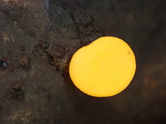 Dicephalospora rufocornea