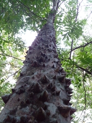 Zanthoxylum rhoifolium
