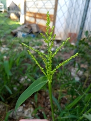 Urochloa fusca