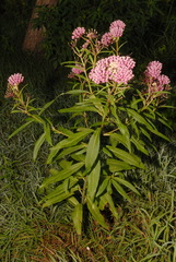 Asclepias incarnata incarnata
