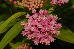 Asclepias incarnata incarnata