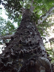 Zanthoxylum rhoifolium