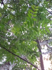 Zanthoxylum rhoifolium