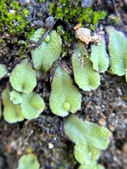 Asterella