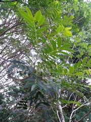 Zanthoxylum rhoifolium