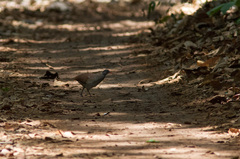 Crypturellus tataupa