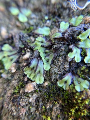 Asterella