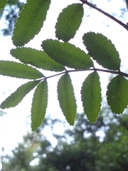 Zanthoxylum rhoifolium