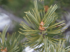 Pinus flexilis