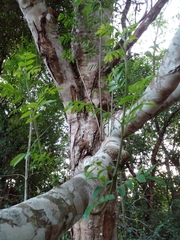 Zanthoxylum rhoifolium