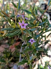Halgania andromedifolia