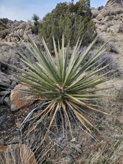 Yucca schidigera