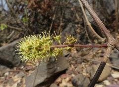 Combretum albidum